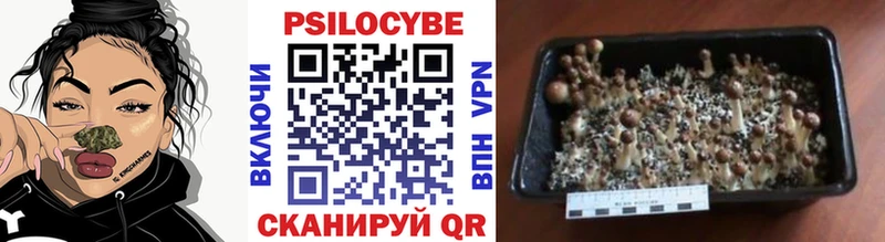 Псилоцибиновые грибы Psilocybine cubensis  Купить где  Среднеколымск 